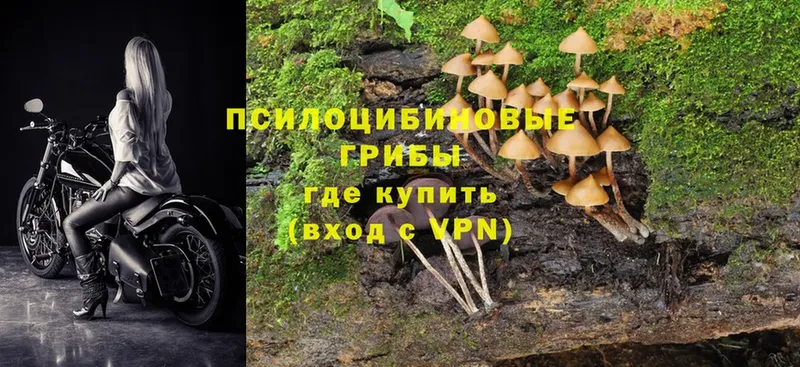 наркота  Алексин  Псилоцибиновые грибы MAGIC MUSHROOMS 